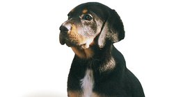 Braco da Transilvânia