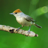 Toutinegra
