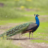 Pavo real