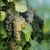 Uvas