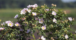 Rosa canina