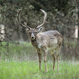 Fallow deer