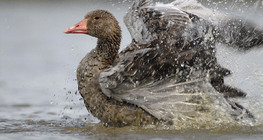 Greylag goose bathing