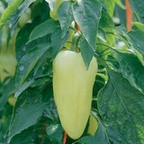Planta de pimiento