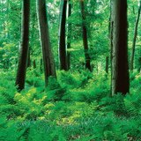 Forest with ferny undergrowth