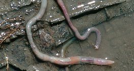 Muerte de lombrices después de una lluvia