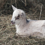 Young goat (kid)