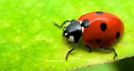 Ladybird