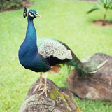 Pavo real