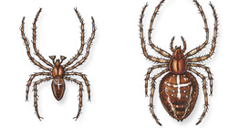 Aranha de jardim europeia (masculina e feminina)