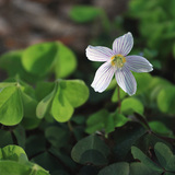 Oxalis acetosella