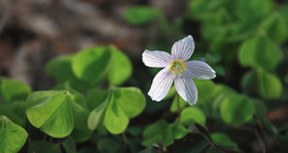 Oxalis montana