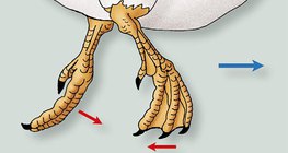 El movimiento de la pata del pato en el agua