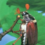 Cockchafer
