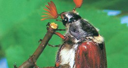 Escarabajo sanjuanero