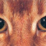 Cat's eye in the dark