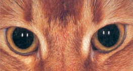 Olho de gato no escuro