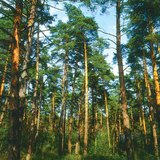 Floresta de pinheiros