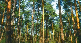 Floresta de pinheiros