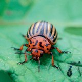 Colorado potato beetle