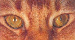 Olho de gato na luz do dia