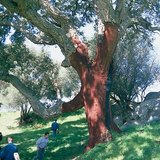 Alcornoque