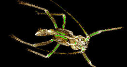 Exosqueleto de quitina de um pulgão