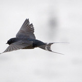 Barn swallow