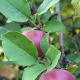Maçã