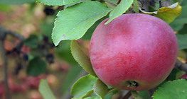 manzana