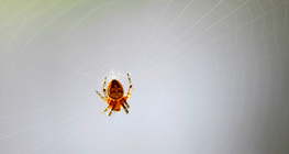 Teia de aranha