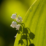 Lily of the valley