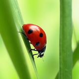 Coccinella septempunctata