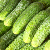 Cucumber