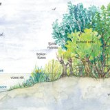 Folyópart élővilága