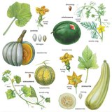 Az uborka és rokonai