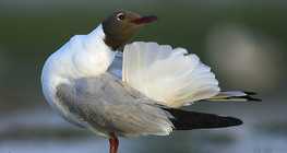Gaviota reidora