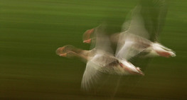 Greylag goose flying