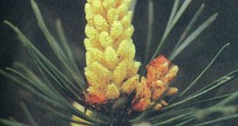 Flor estaminada do pinheiro