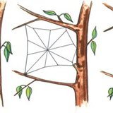 El proceso de hacer una telaraña