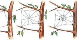 O processo de fazer uma teia orbital
