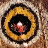 Asas de uma borboleta
