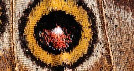 Asas de uma borboleta