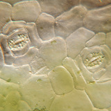 Plant stoma