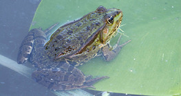 Pelophylax kl. esculentus