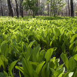 Lily of the valley