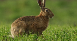 Hare