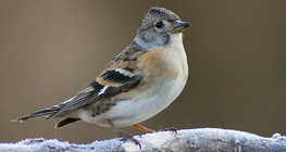 Brambling