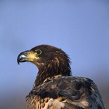 Águia-rabalva