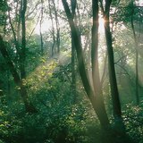 Luz solar na floresta